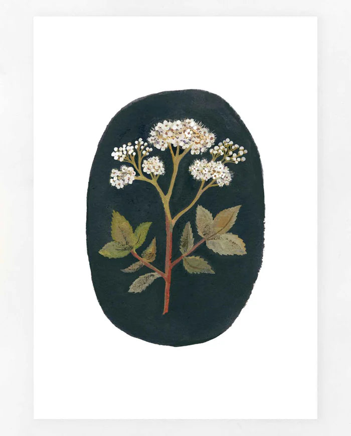 Gemma Koomen | Print | Meadowsweet